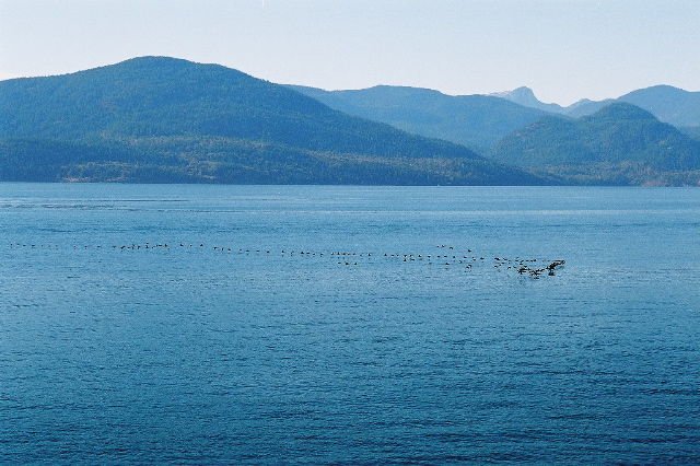 Birds